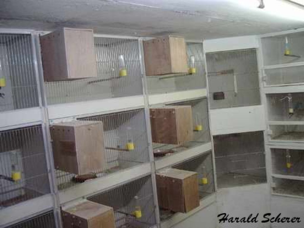 zuchtbox001.jpg